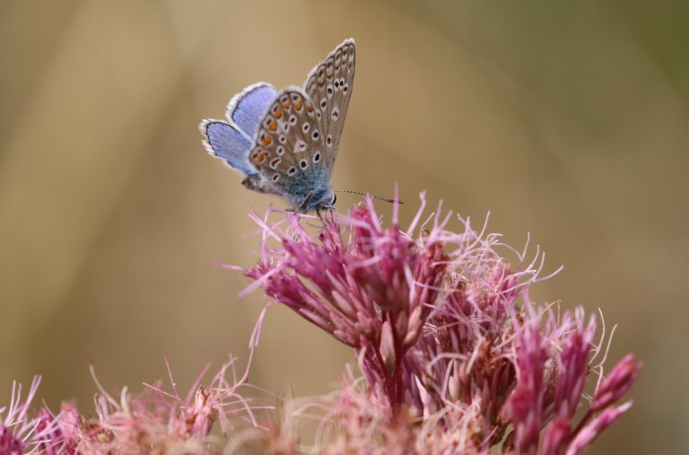 Insekten
